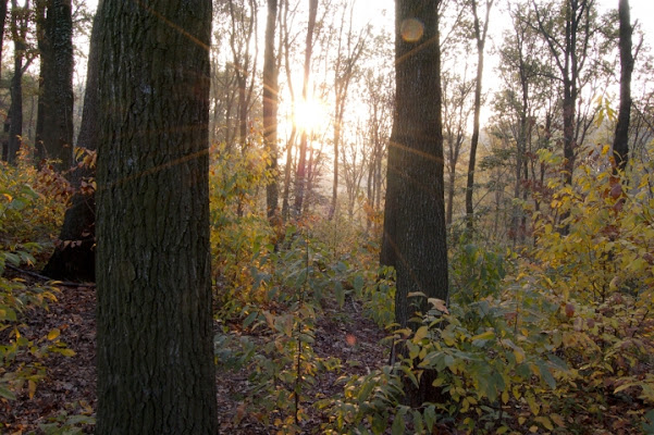 Nel bosco di DOSSIG