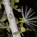 Thick-leaves maerua