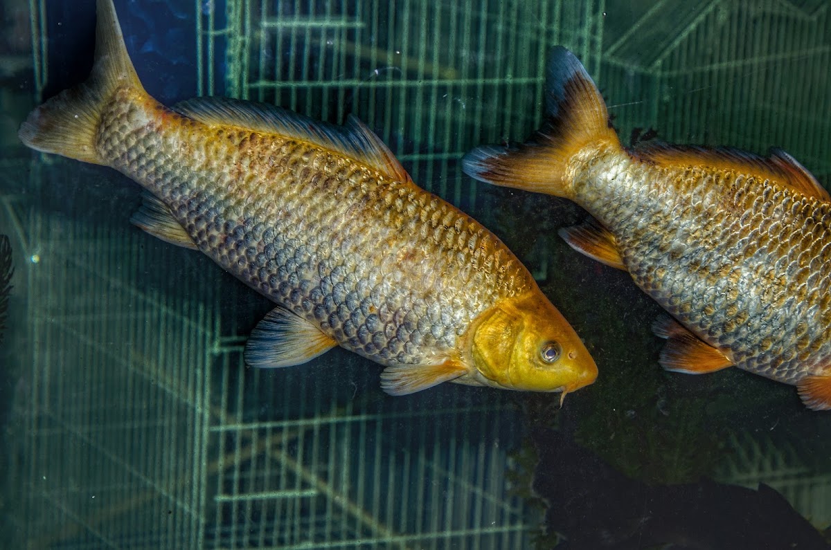 Common Carp / Carpa-Comum