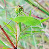 Katydid