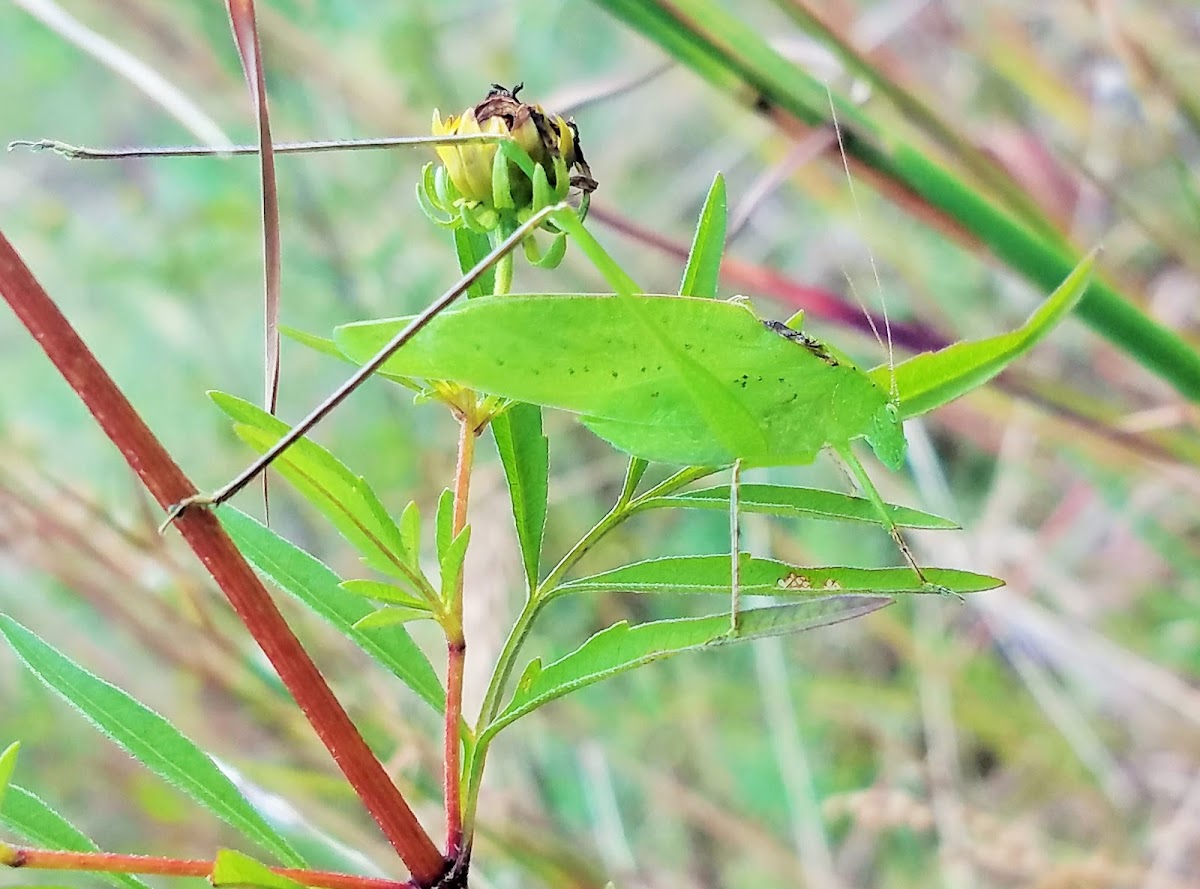 Katydid