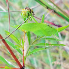 Katydid