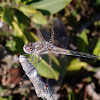 Varigated Medowhawk Dragonfly