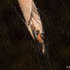 Leaf Curling Spider