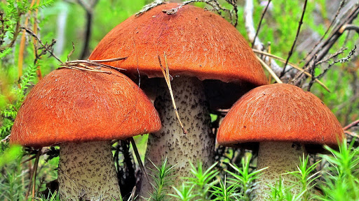 Mushroom Live Wallpaper Wallpapers  Backgrounds