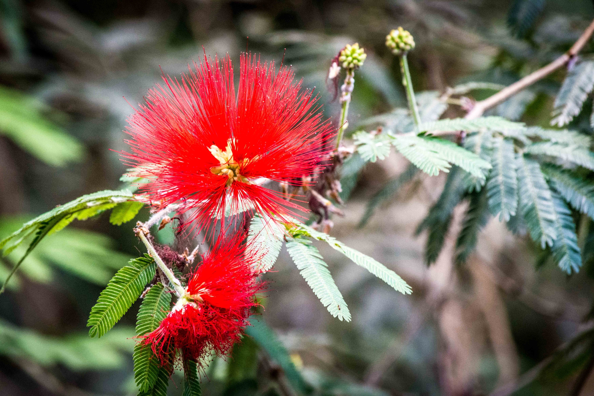 Fiore in rosso di SosiusPhoto