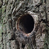 Woodpecker nest