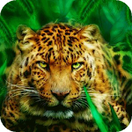 Hunting tiger LWP Apk