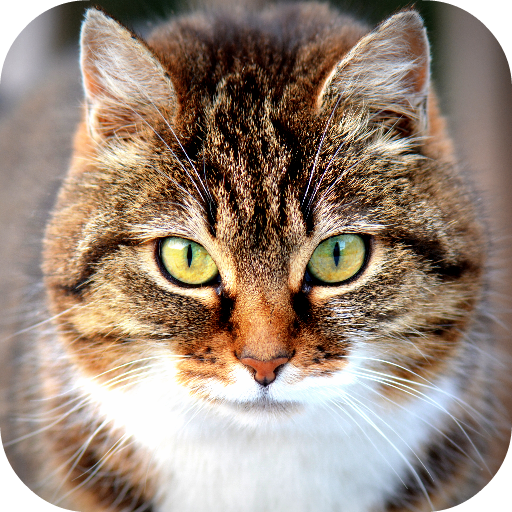 Cat Wallpapers 個人化 App LOGO-APP開箱王