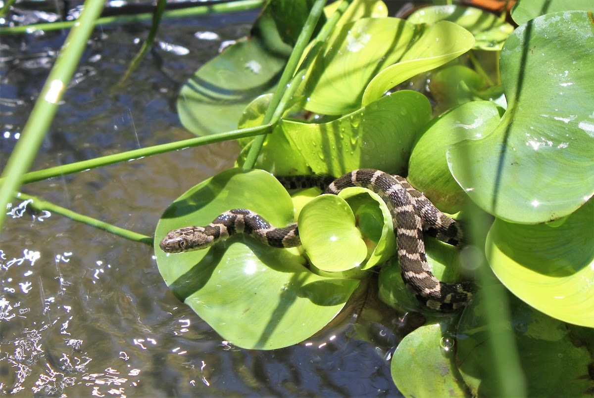 Eastern Rat Snake