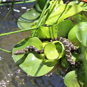 Eastern Rat Snake