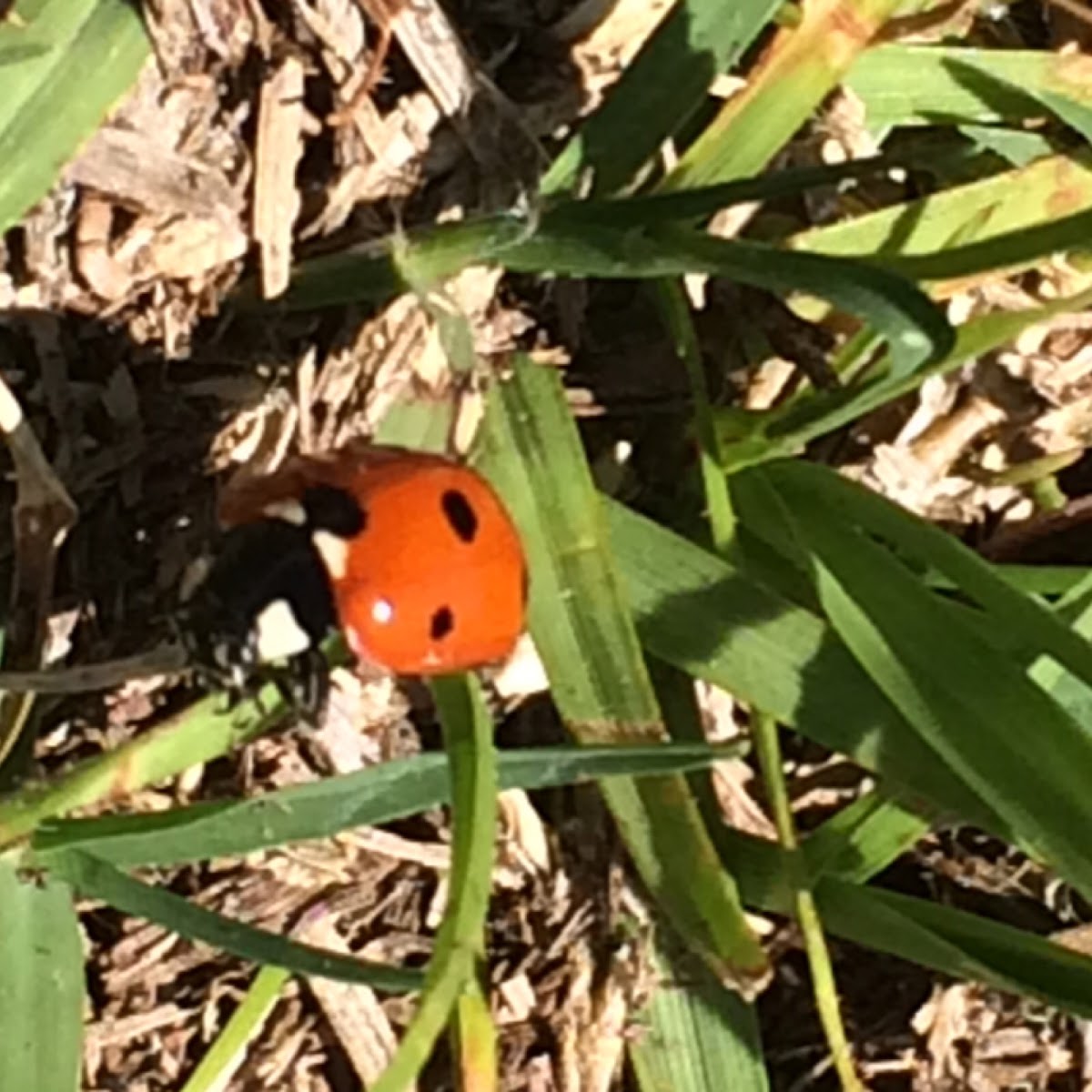 Seven-spotted Lady Beetle