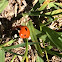 Seven-spotted Lady Beetle