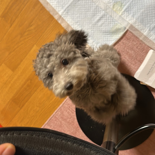 たかピーマンのプロフィール画像