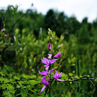 Grasspink Orchid