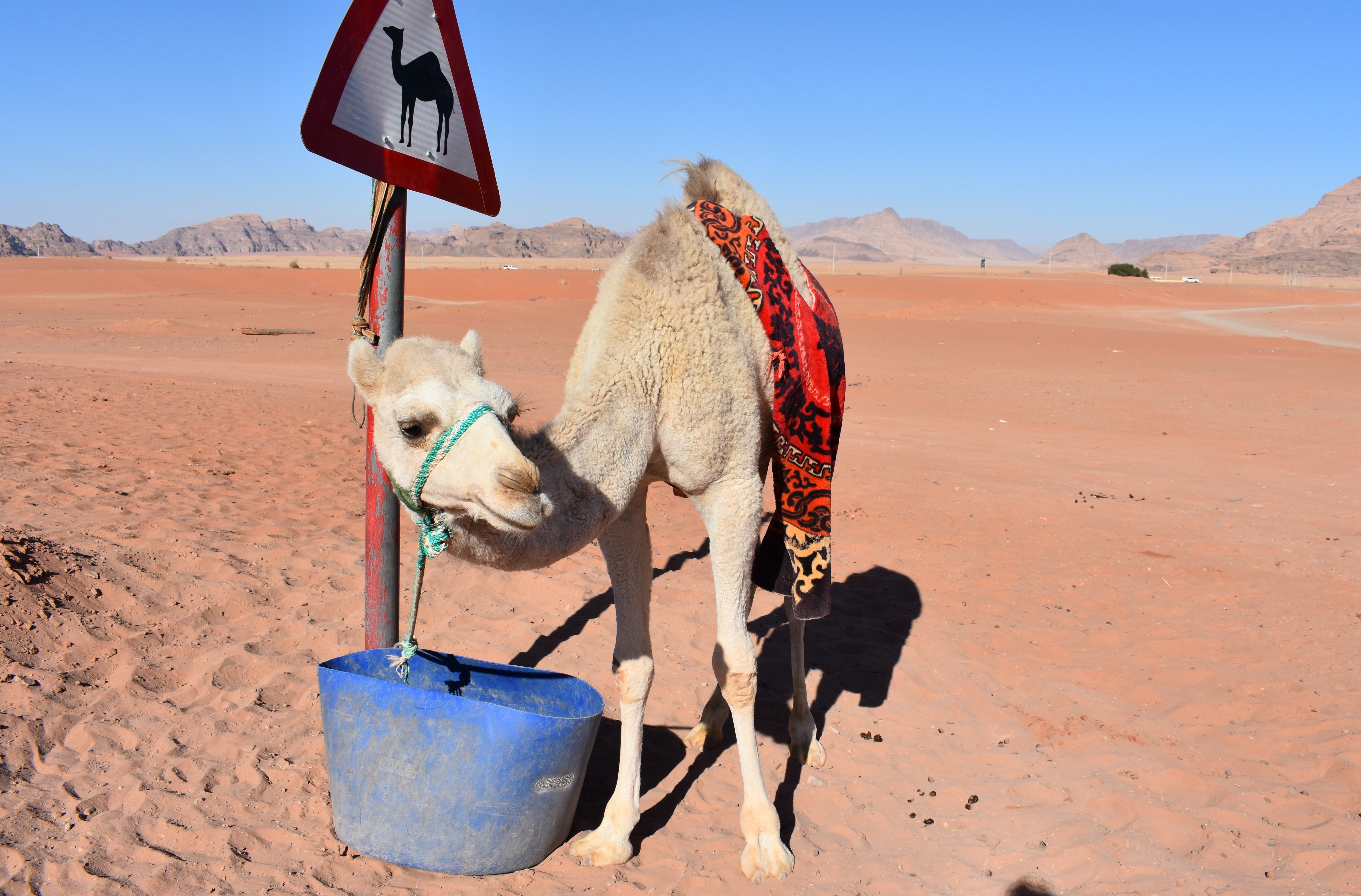 Orange in Wadi Rum di jpullong