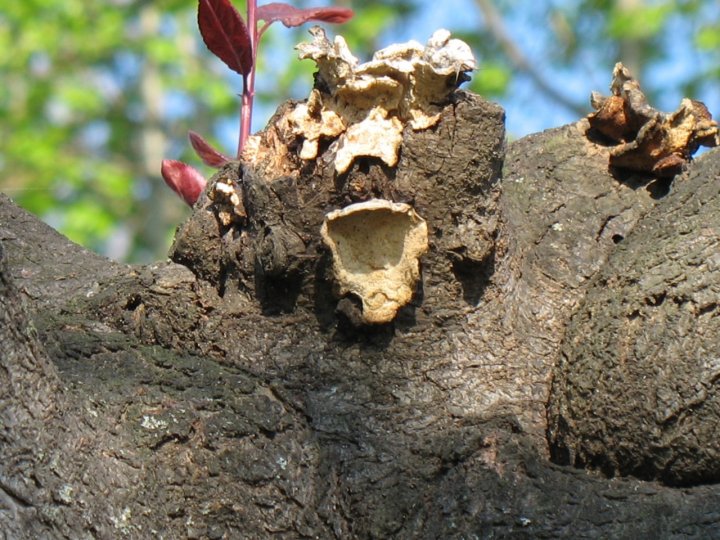 La natura continua a parlarci.ASCOLTIAMO di cacao