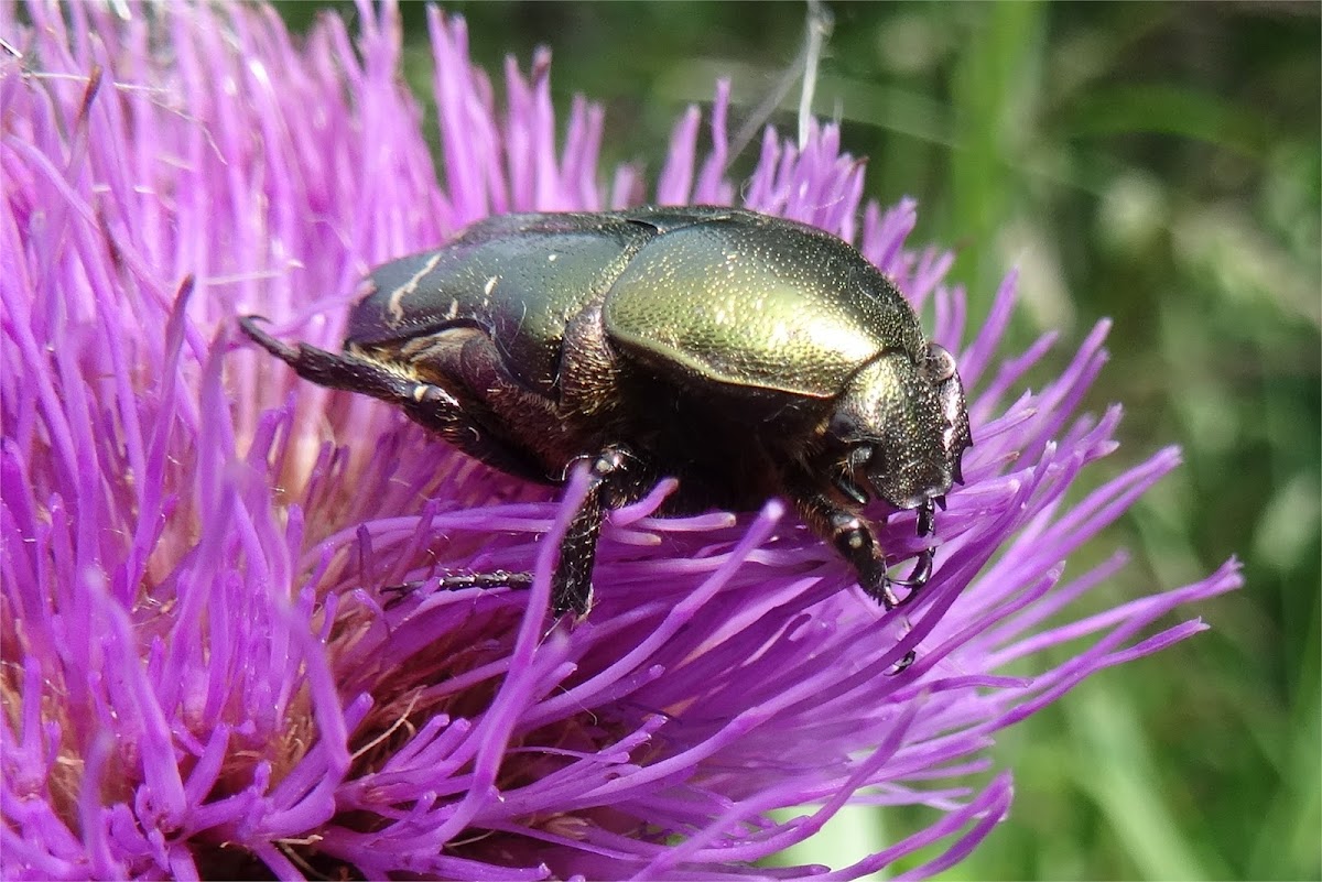 Northern Rose Chafer