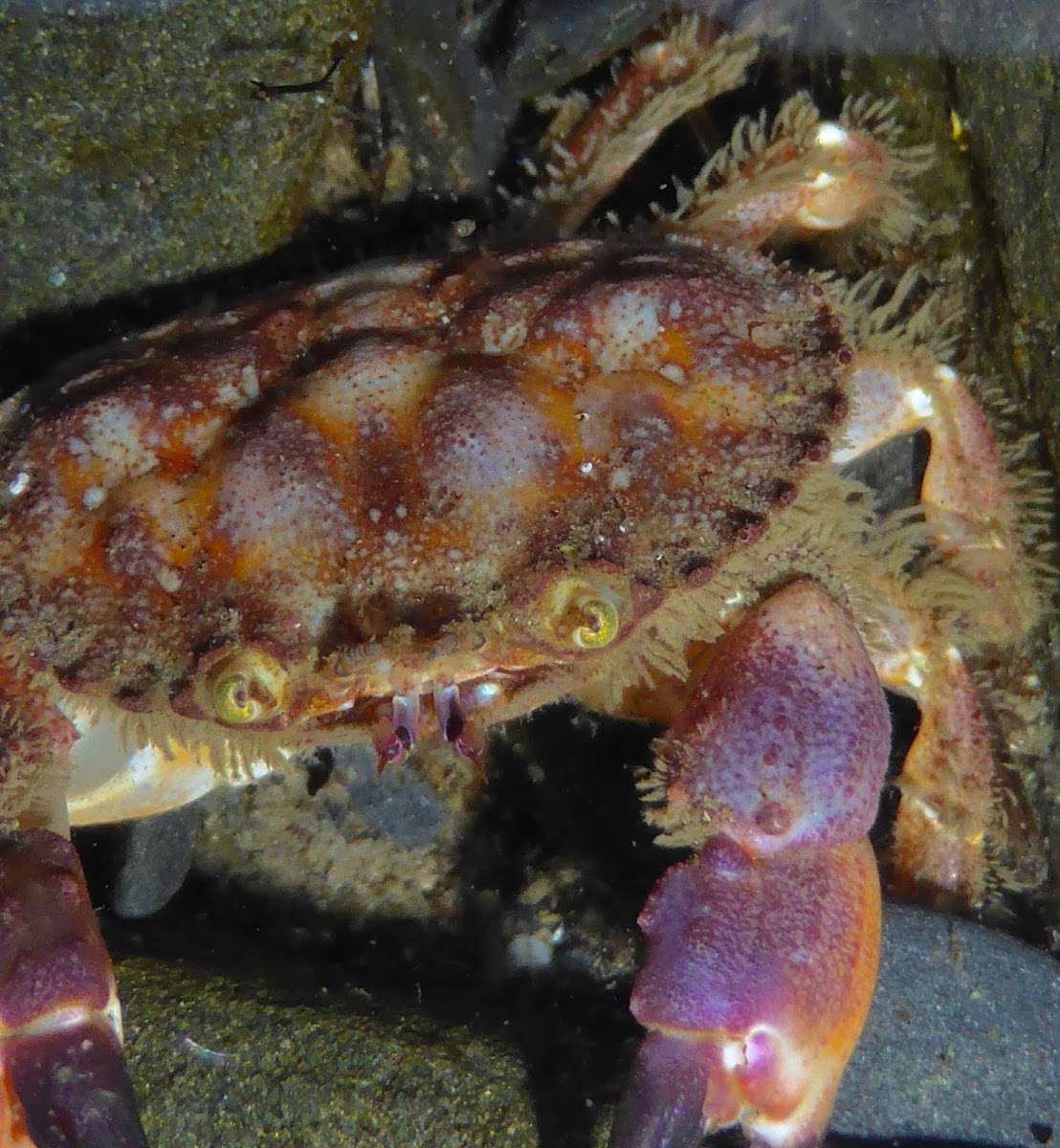 Pygmy Rock Crab