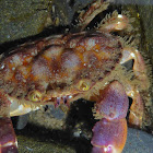 Pygmy Rock Crab