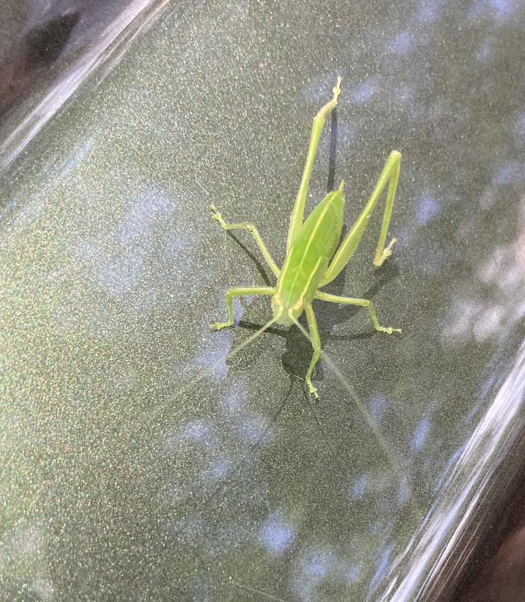 unidentified katydid