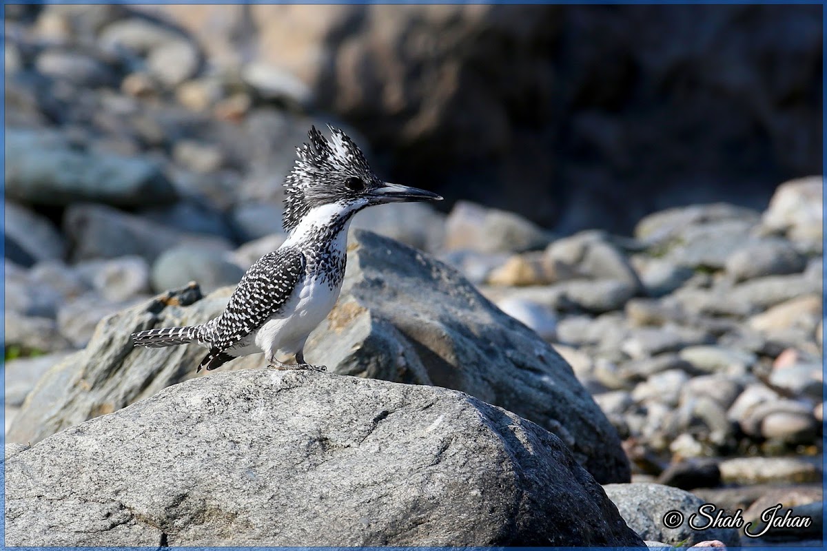 Crested Kingfisher