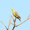 Grey fronted green Pigeon