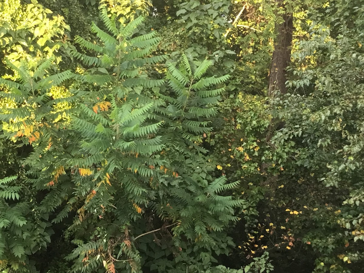 Tree Fern