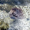 Feather-Duster Worm