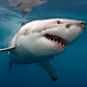 Download Sharks Jigsaw Puzzle For PC Windows and Mac 1.0