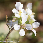 White flowers