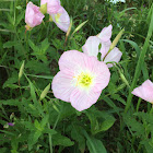 Evening primrose