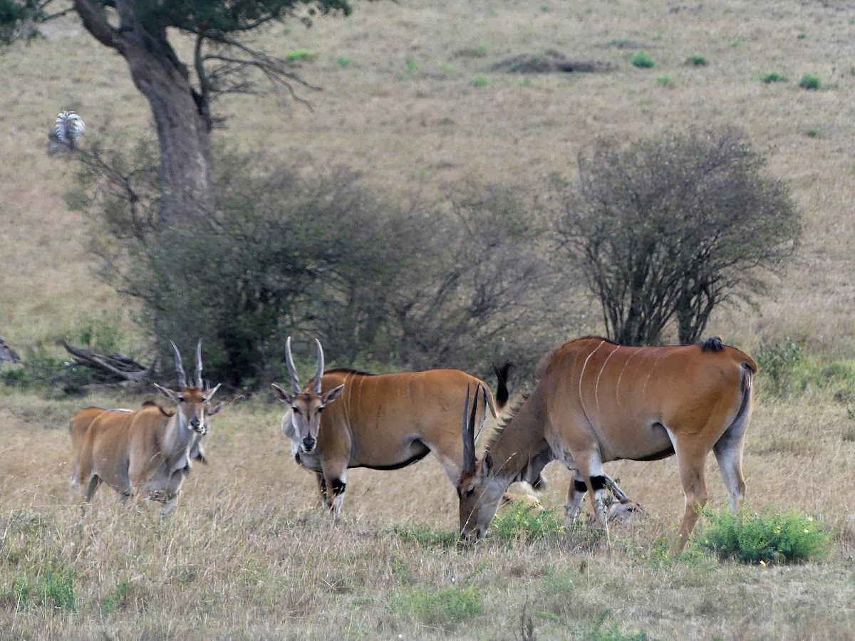 Eland