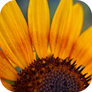 Download Sunflower Wallpapers For PC Windows and Mac