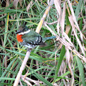 Green Kingfisher