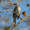 Light-vented bulbul