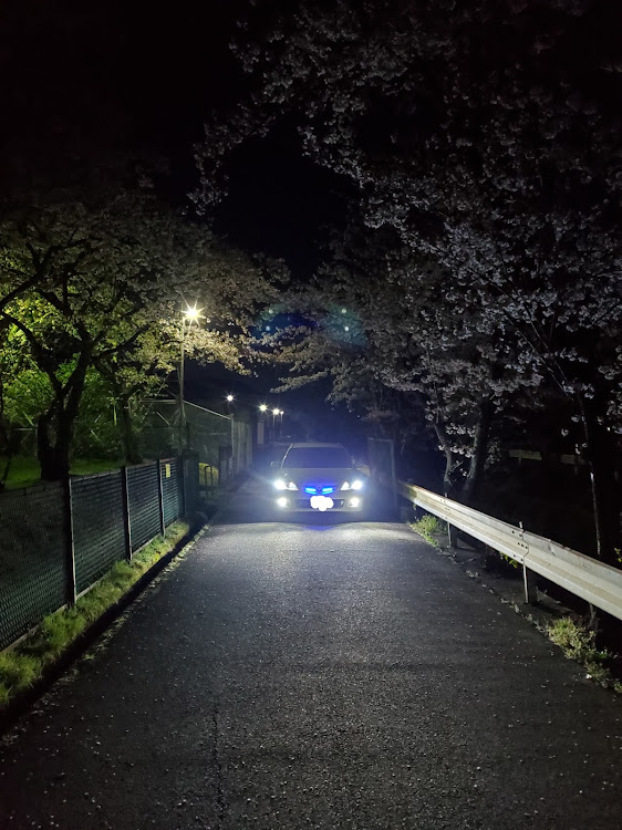 アテンザスポーツの桜と愛車・桜トンネルに関するカスタム事例の投稿画像1枚目
