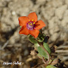 Scarlet Pimpernel