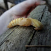 Eastern Bess Beetle (Pupa)