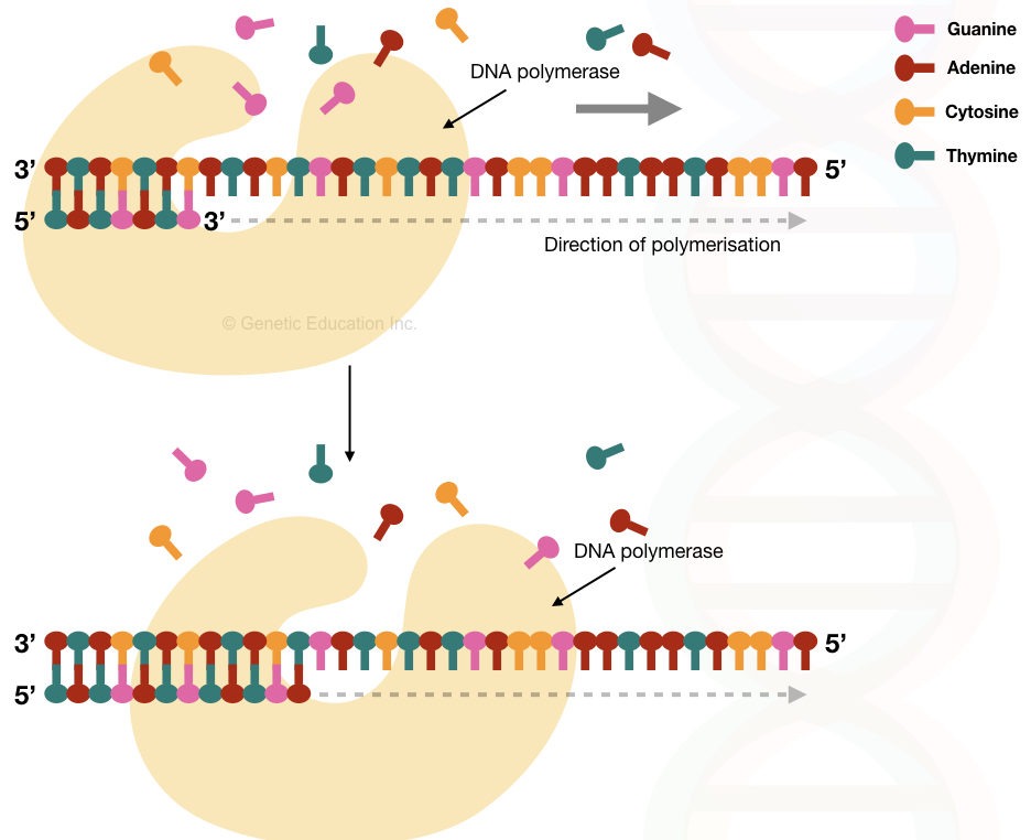 DNA polymerase polymerization activity.