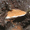 Postia bracket fungus