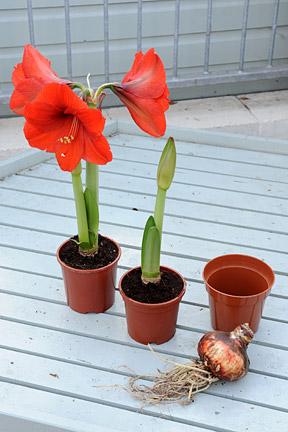 Bulbs: planting / RHS Gardening