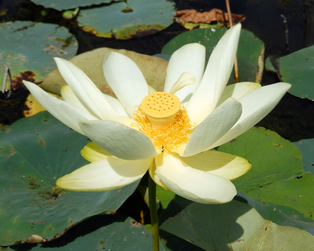 American Lotus