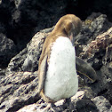 Galápagos Penguin