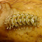 Marius Hairstreak Caterpillar 2