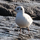 Black-headed Gull