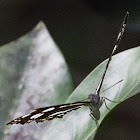 Short-banded Sailor