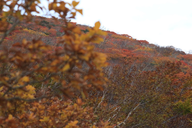 N-WGN カスタムの栗駒山・神の絨毯・紅葉・いわかがみ平・いこいの村栗駒駐車場に関するカスタム事例の投稿画像9枚目