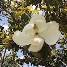 Southern Magnolia