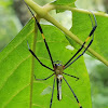 Northern or giant golden orb weaver spider